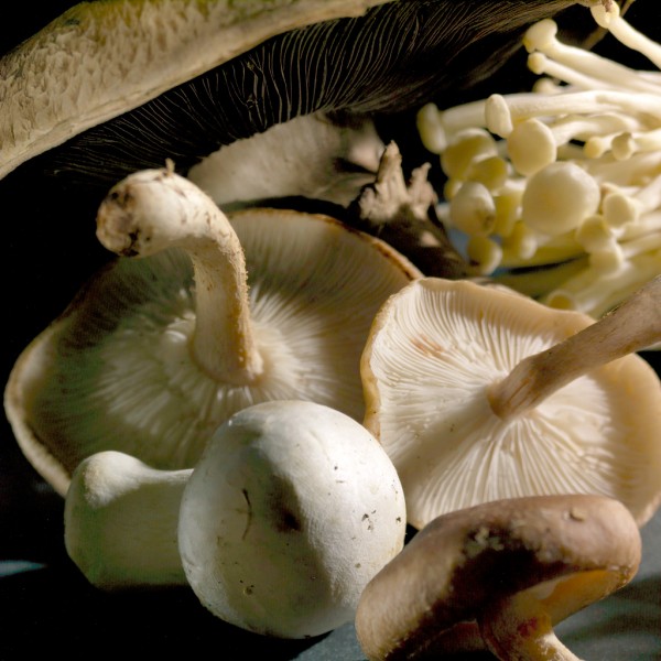 food photographer mushrooms